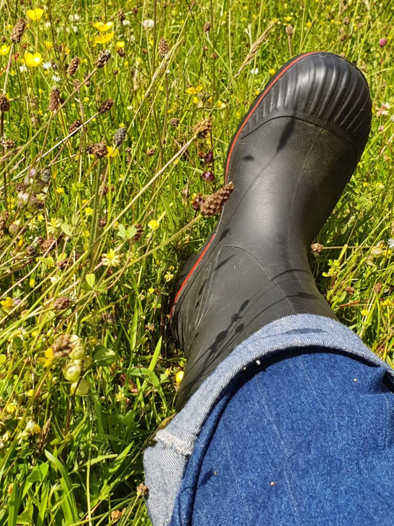 Black welly boot resting among yellow rattle and meadow flowers