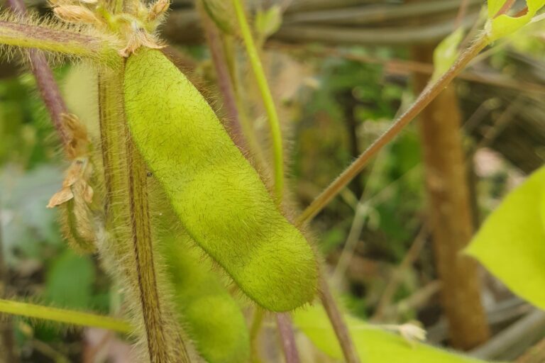 Soybean pods growing up a trellis.