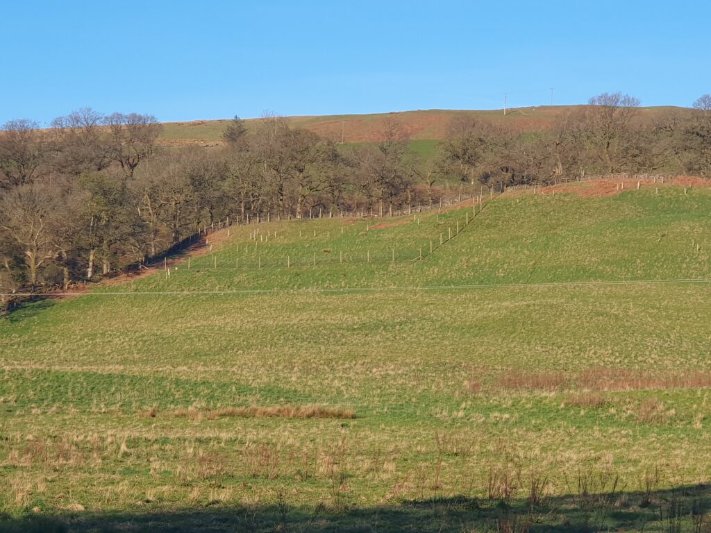 Deer fencing enclosing the upper slope beside ancient oak woodland