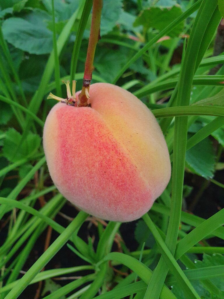 The first peach is the sweetest