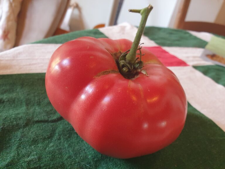 Large pink Brandywine beefsteak tomato