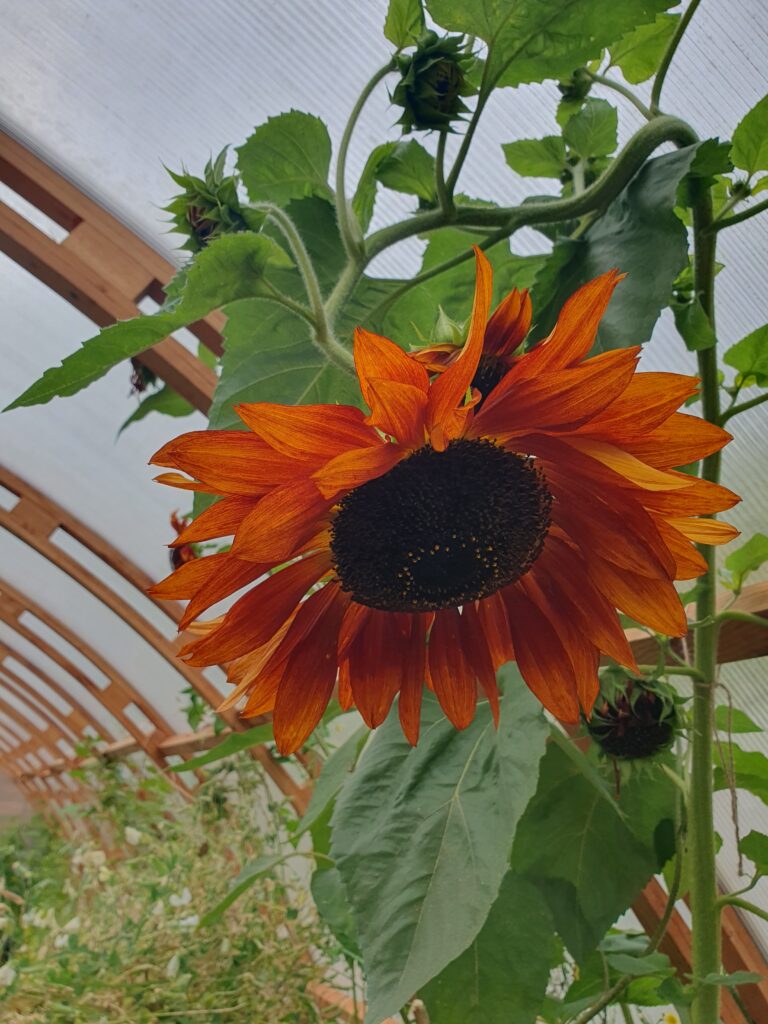 Burnt-orange sunflower flowering inside the TimberTunnel
