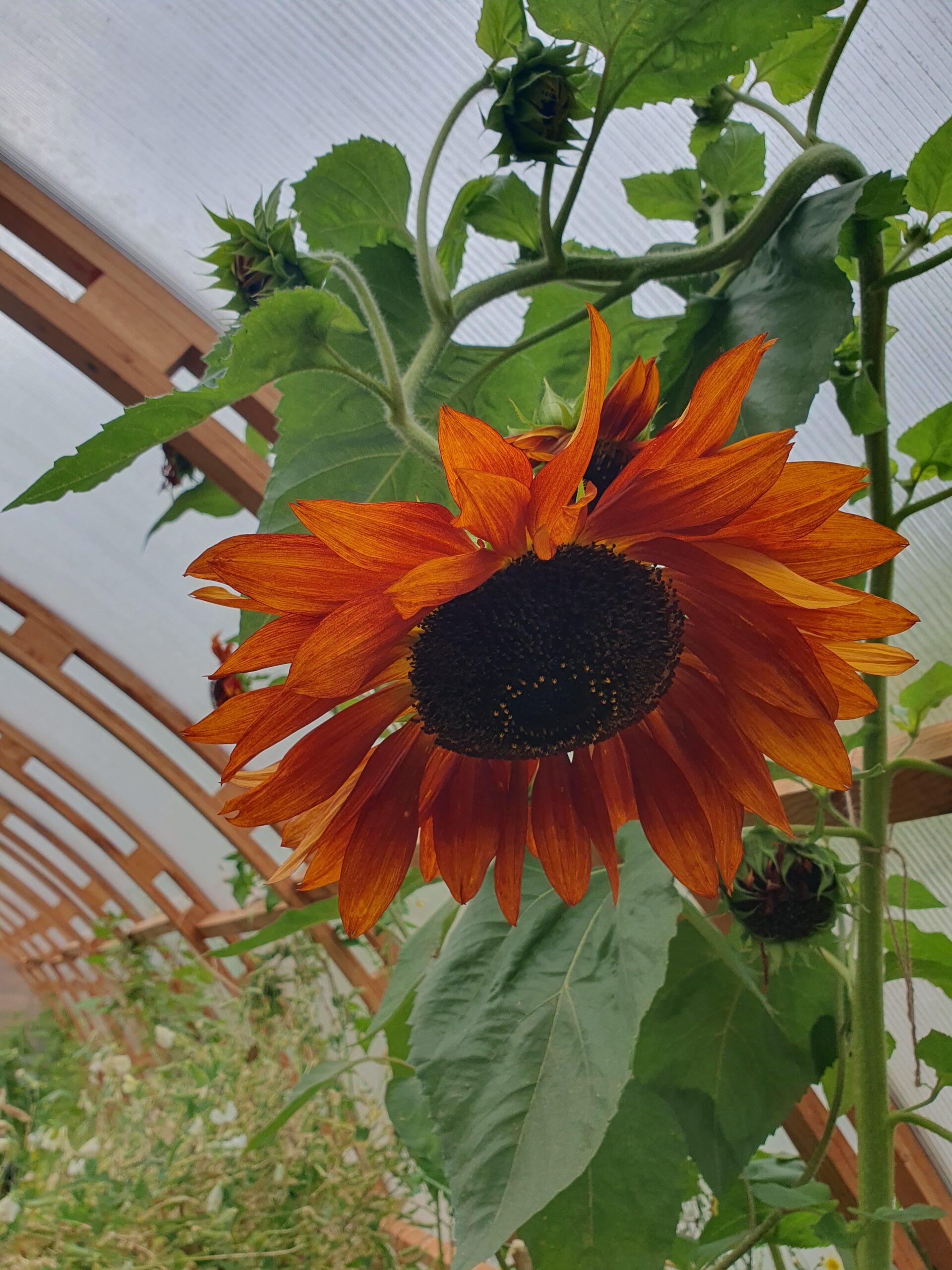 Burnt-orange sunflower flowering inside the TimberTunnel