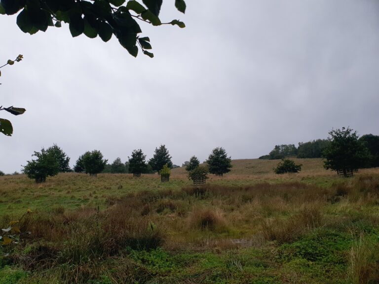 Young oak trees protected by wooden guards across rough grassland at Moffat Untamed.