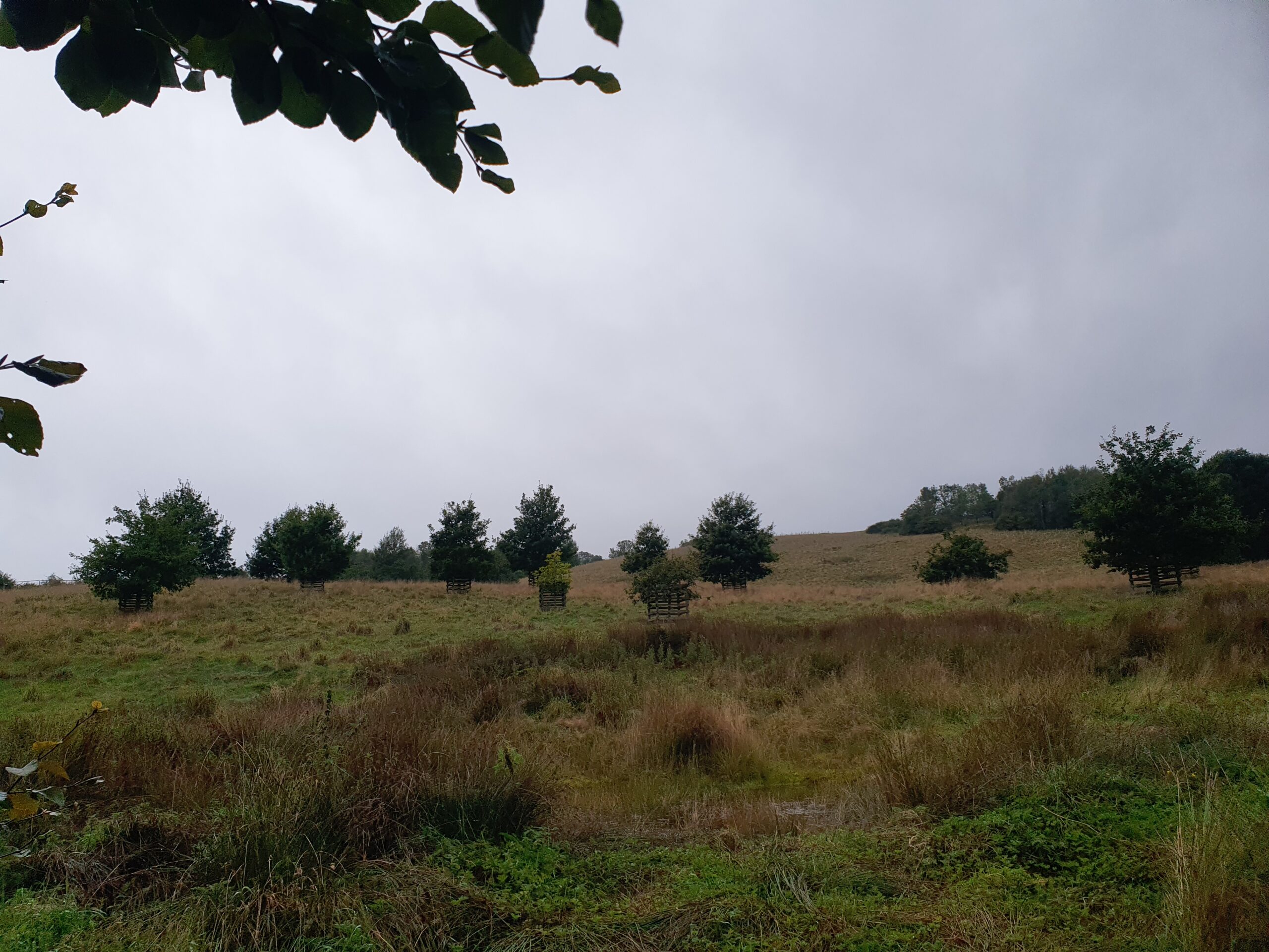 Young oak trees protected by wooden guards across rough grassland at Moffat Untamed.