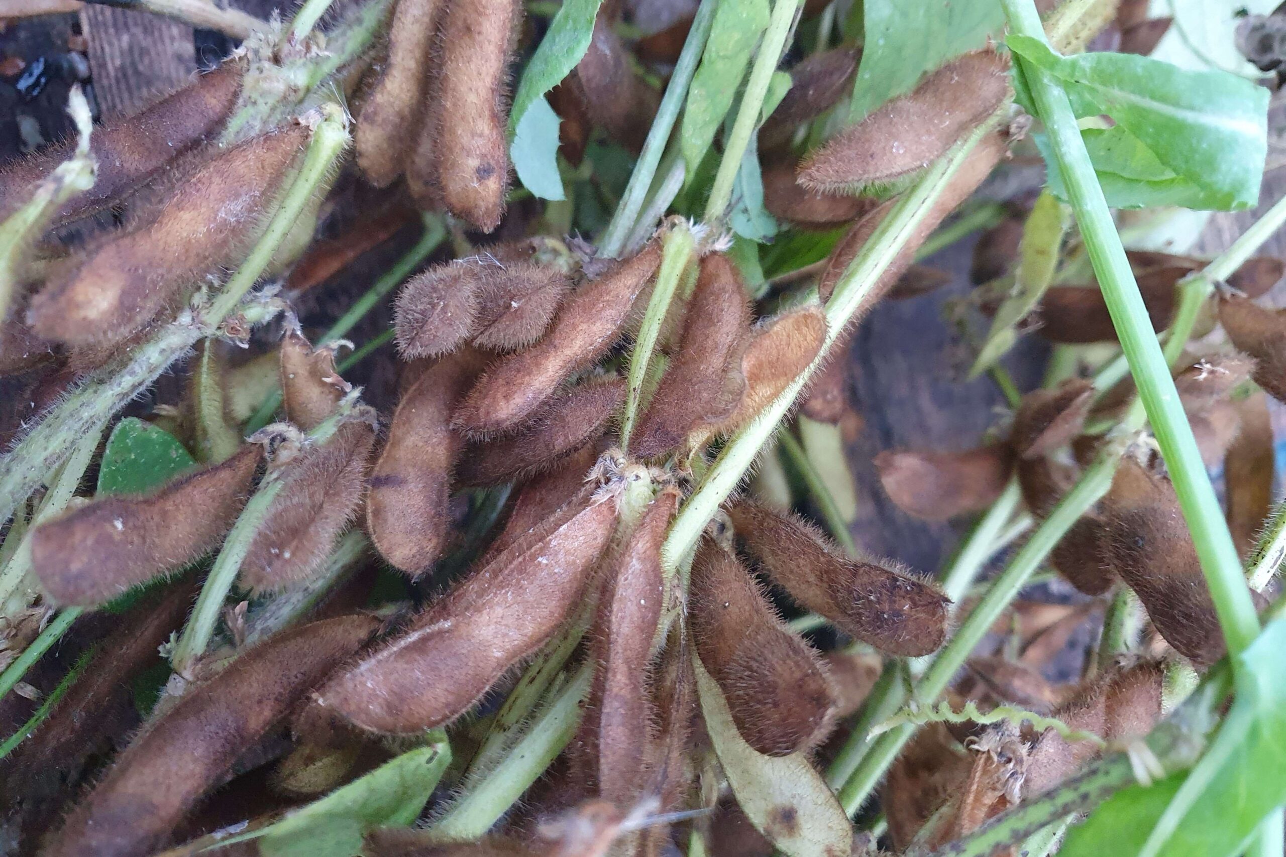 Mature soybean pods harvested and ready for shelling.