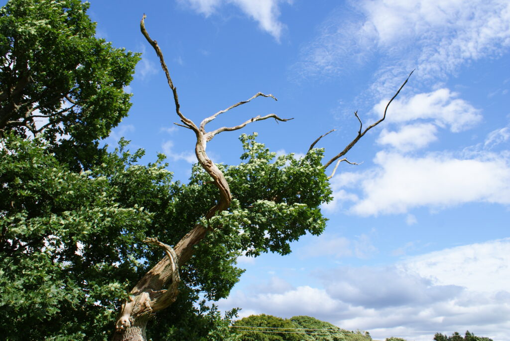 Ancient staghorn oak known as Merlin against a blue sky
