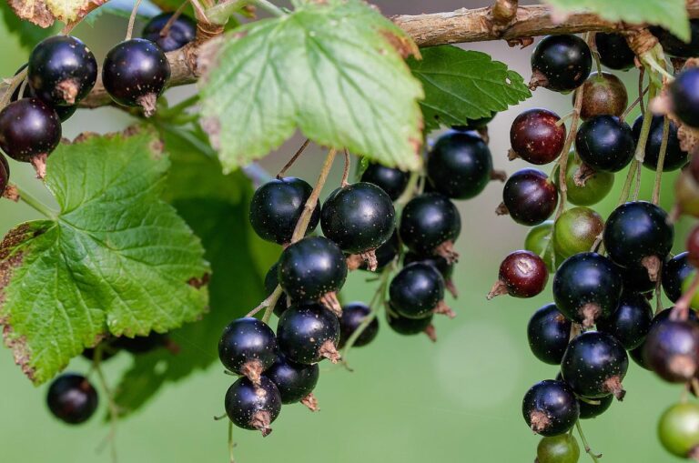 Blackcurrant Vinegar