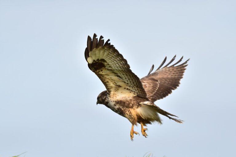 This Morning’s Birds—18 September 2026