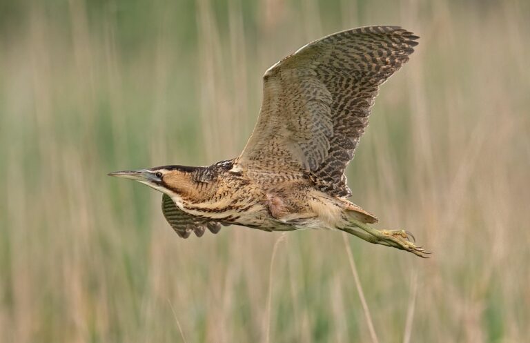 Bittern flying through reeds and grasses.