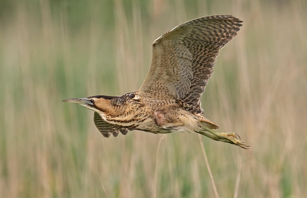 Bittern flying through reeds and grasses.