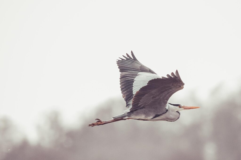 Grey heron in flight.