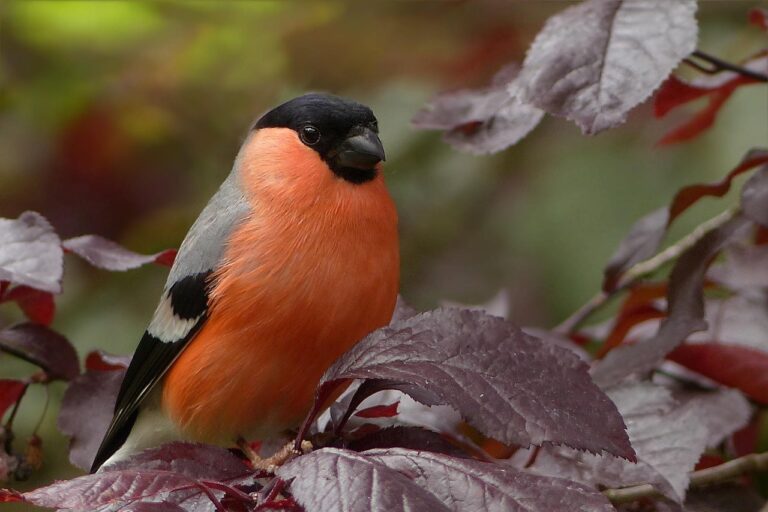 Bullfinch perched on a branch surrounded by vegetation.