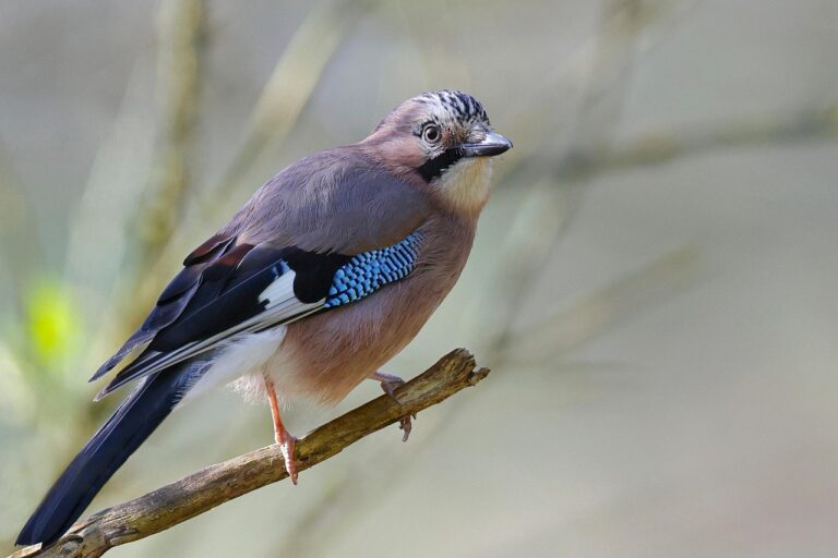 Eurasian jay perched on a branch.