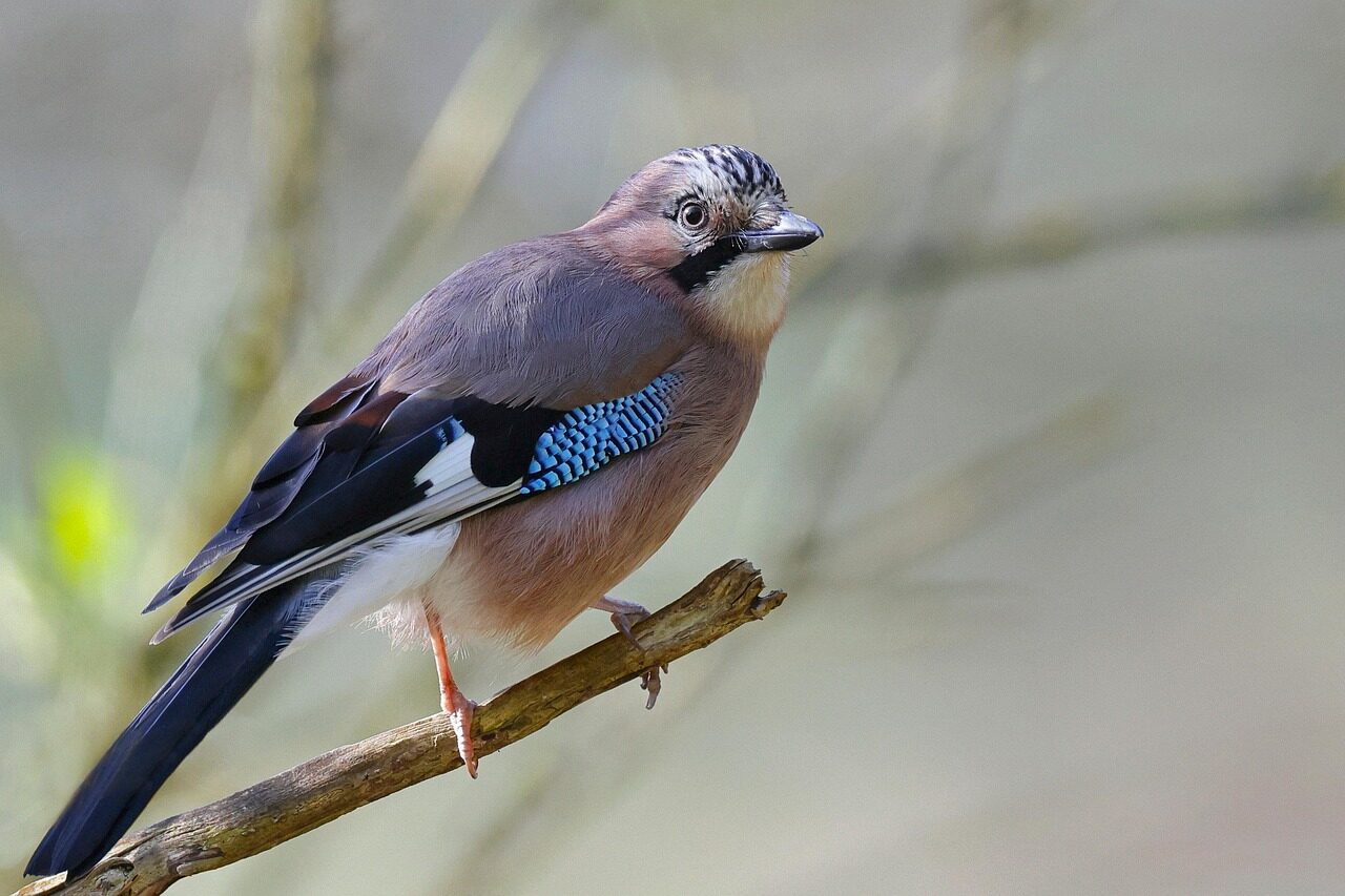 Eurasian jay perched on a branch.