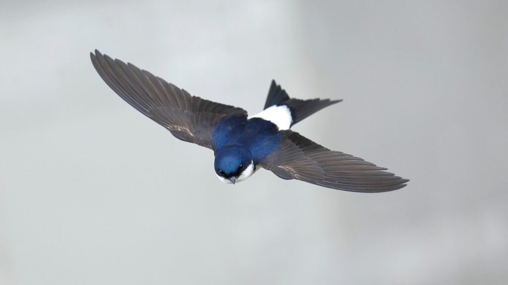 House martin in flight.