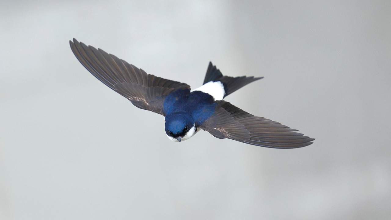 House martin in flight.