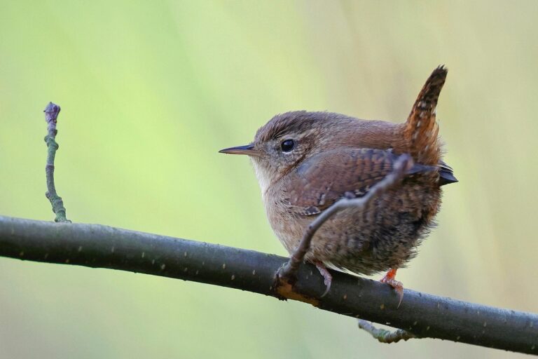 Wren perched on narrow branch.