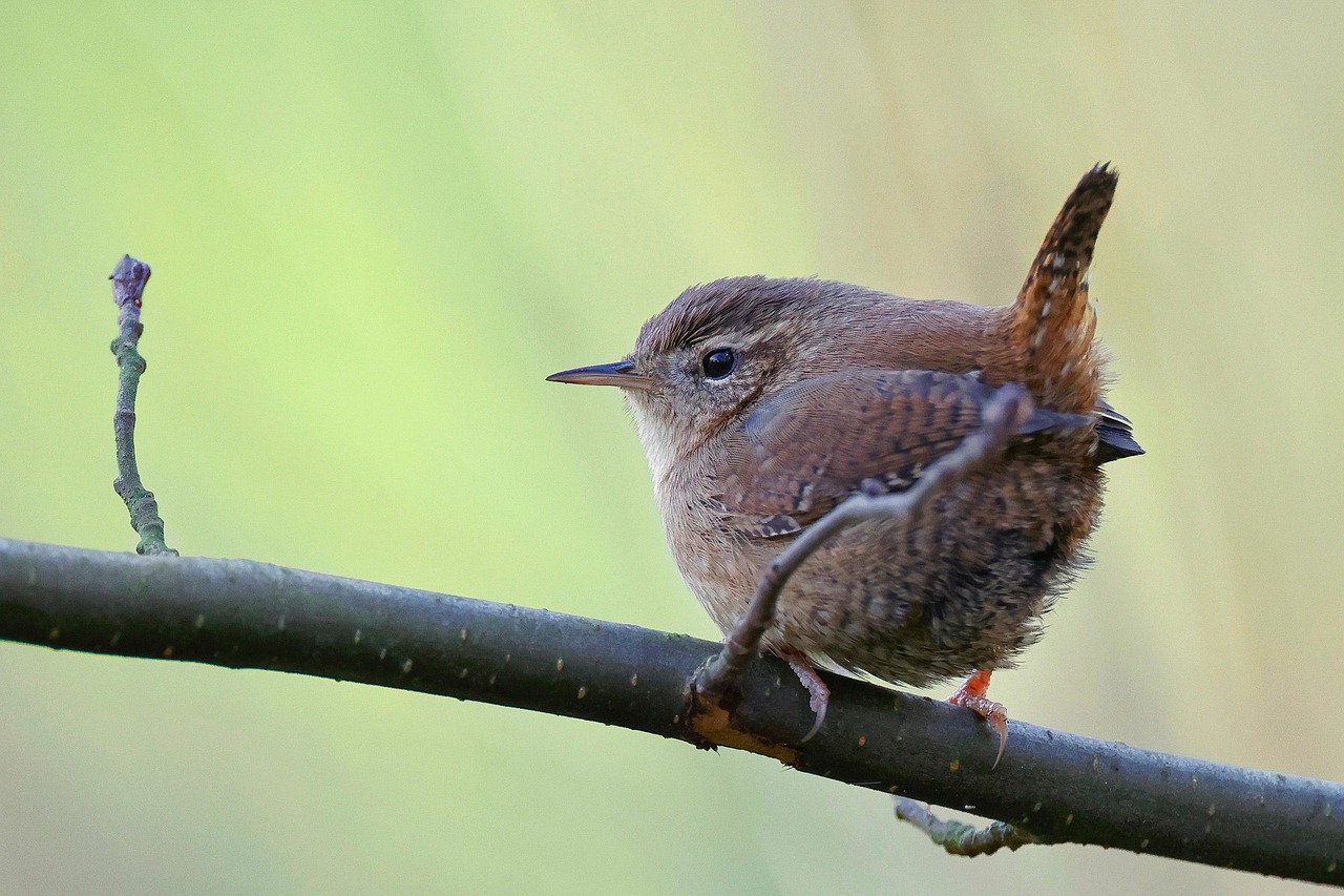 Wren perched on narrow branch.