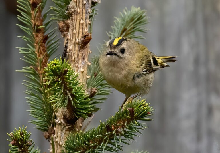 Goldcrest, perched in a pine tree.