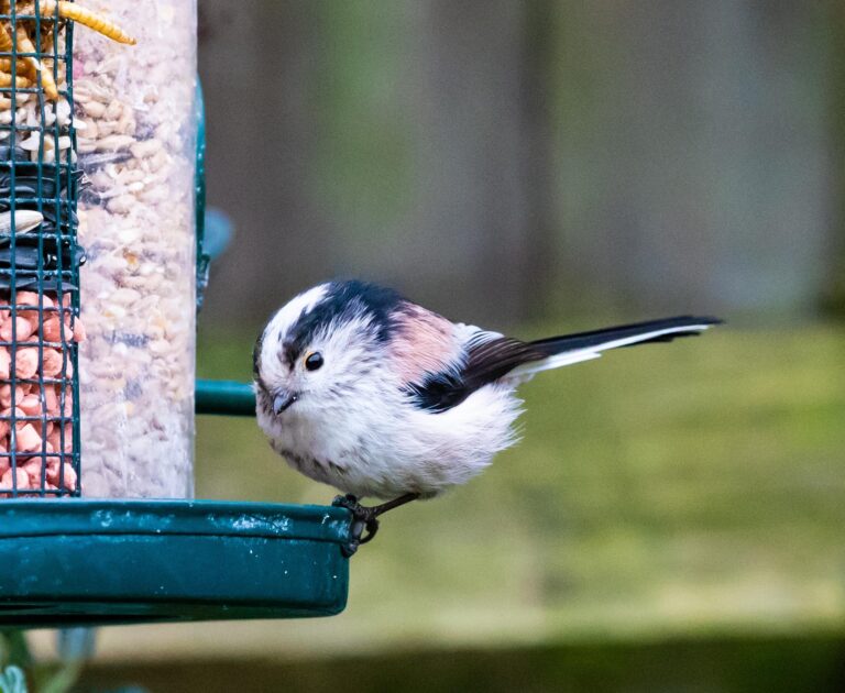 Long tailed tit, perched on a bird feeding station.