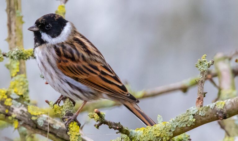 Reed bunting, perched on branches covered in lichens and moss.