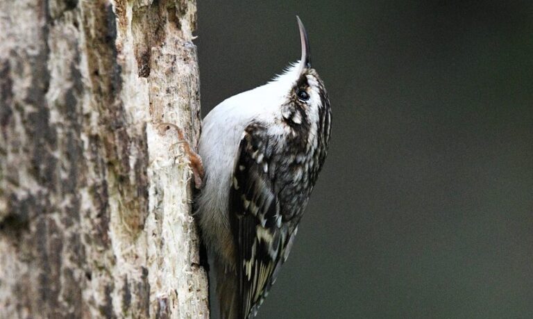 Treecreeper, climbing a tree trunk.