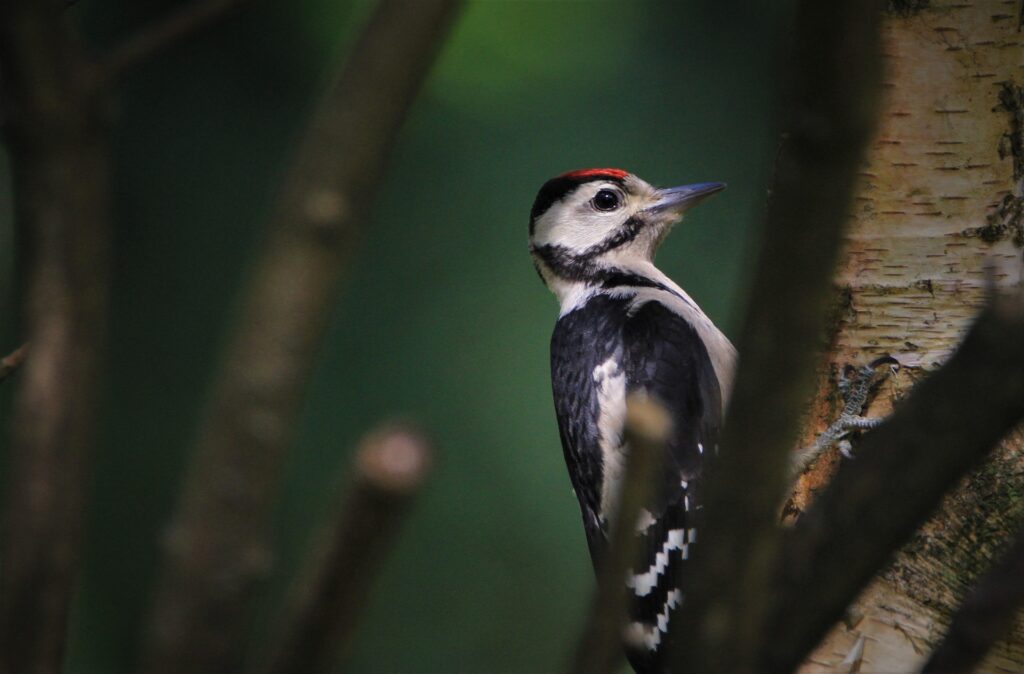 Great spotted woodpecker on a tree.