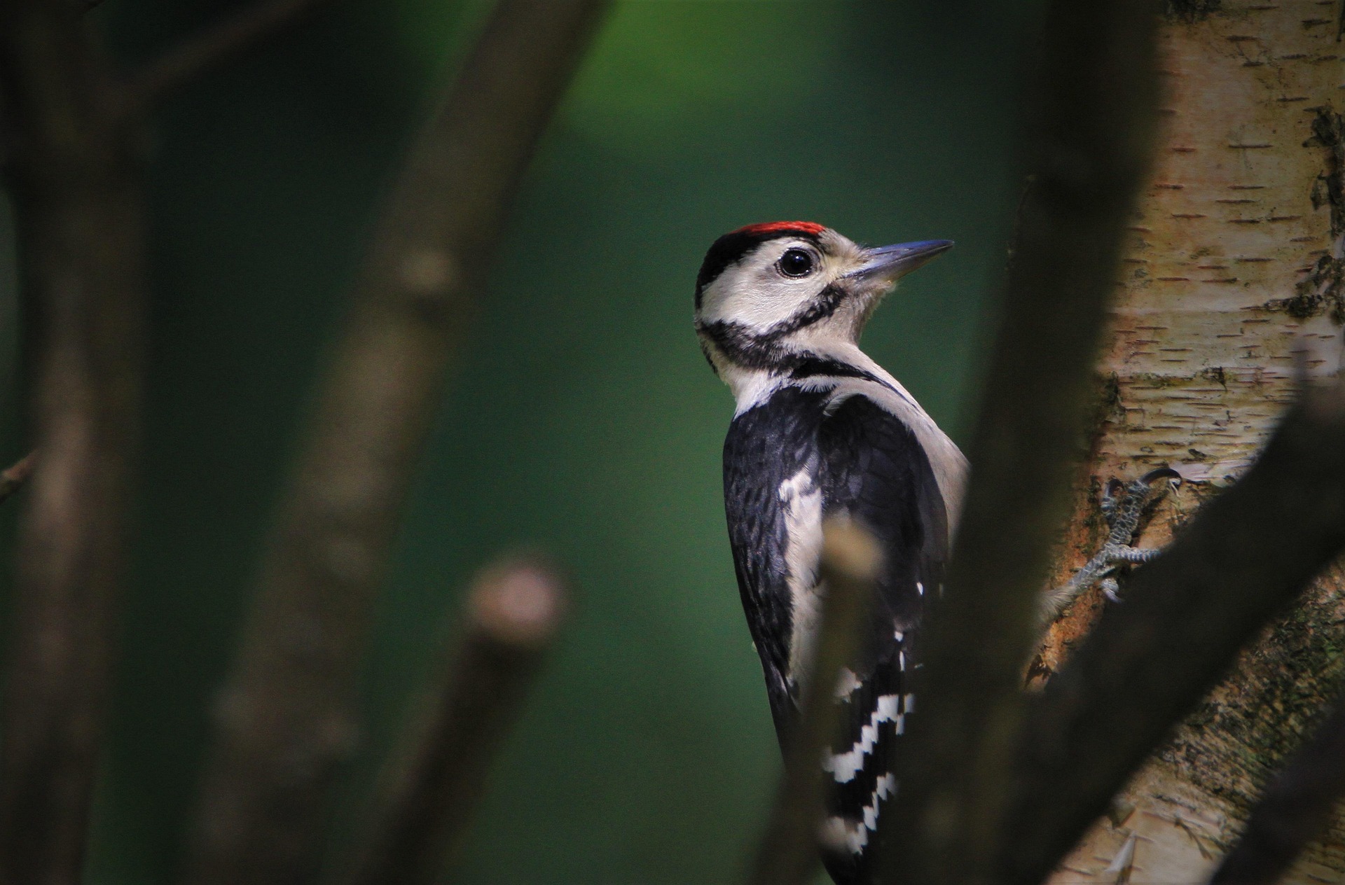 Great spotted woodpecker on a tree.